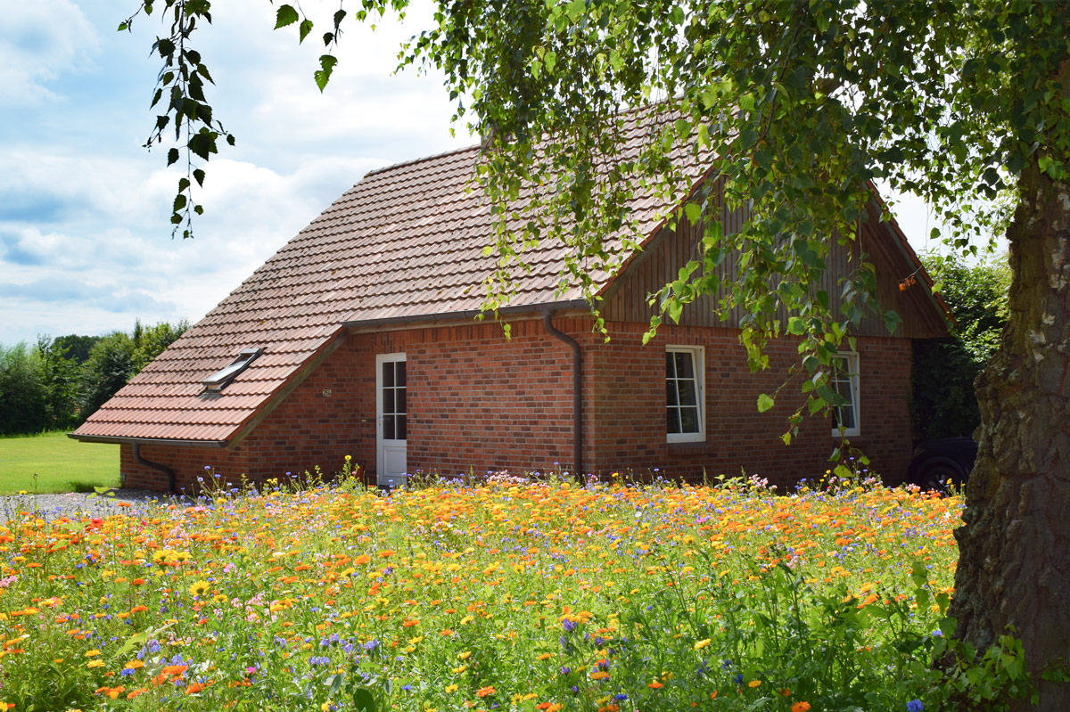 Ferienhaus Bönstrup - Blütenmeer